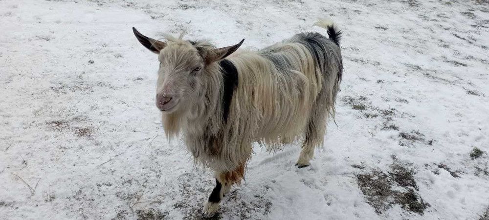 Продаються чудові КОЗИ та ЦАП