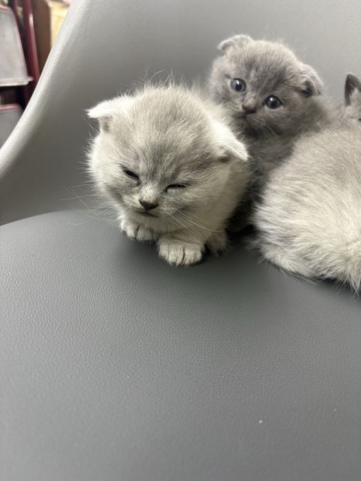Котики    британці