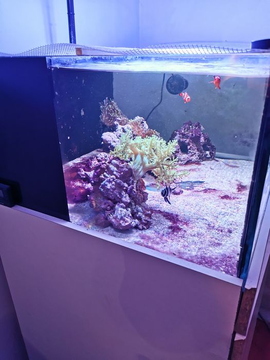 Aquário água salgada completo