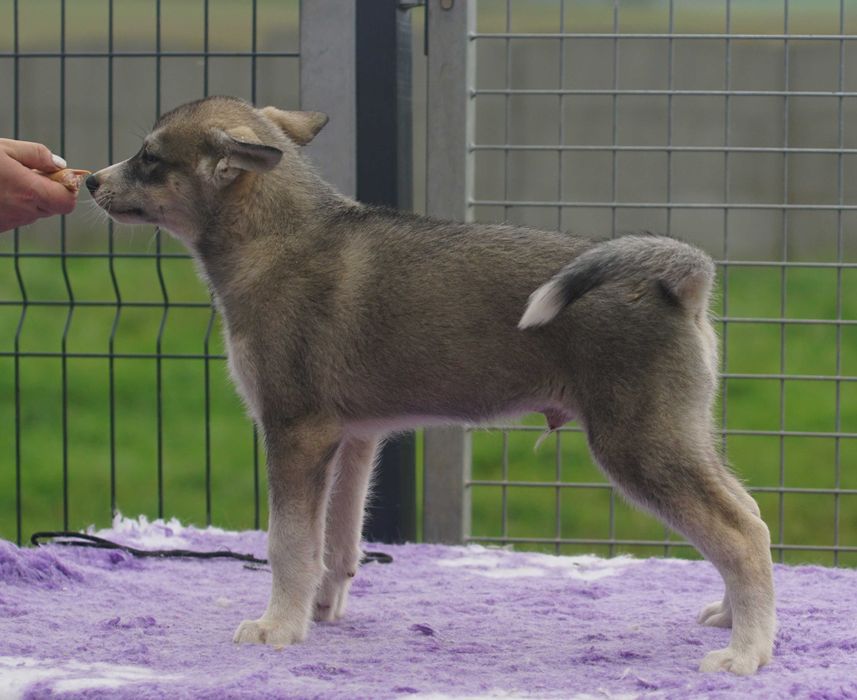 Chłopiec Siberian Husky