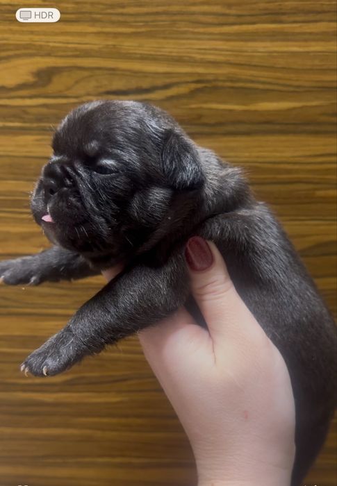 Гарнюні французята