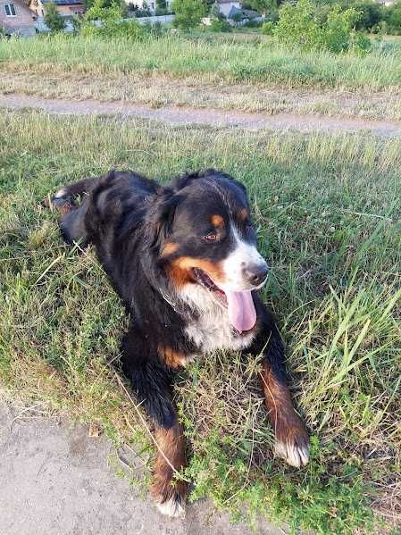 Кобель Бернський Зенненхунд для вязки