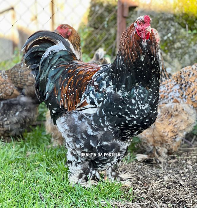 ( OVOS ) BRAHMA SALMÃO / BRAHMA BUFF / BRAHMA MIL FLORES