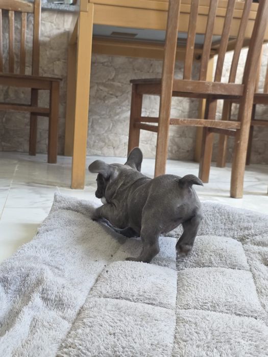 Buldog frances azul