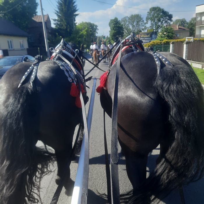 **Klacze kobyły ogiery zimnokrwiste para **