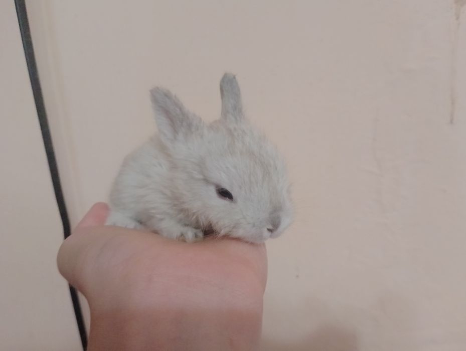 декоративних кроликів