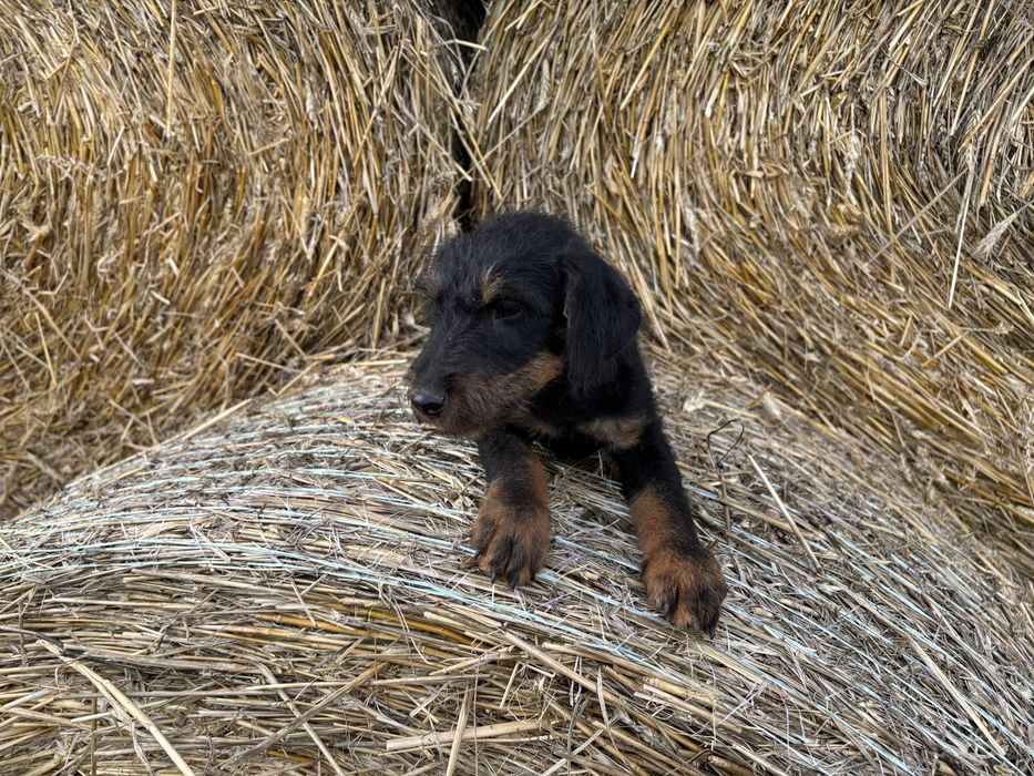 Niemiecki Terrier