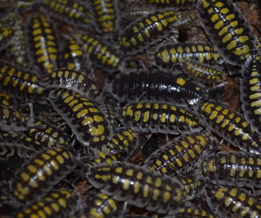 Isopody - nadwyżki hodowlane