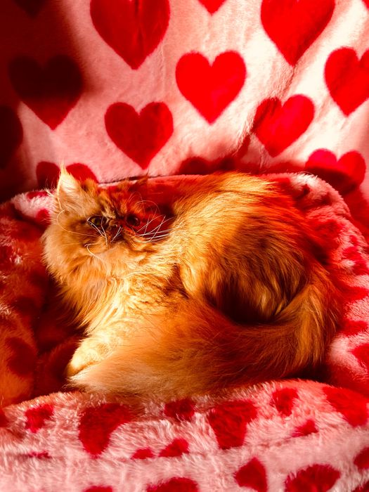 Słodki Garfield perski, kotek, kot, pers, persy, perskie, perska