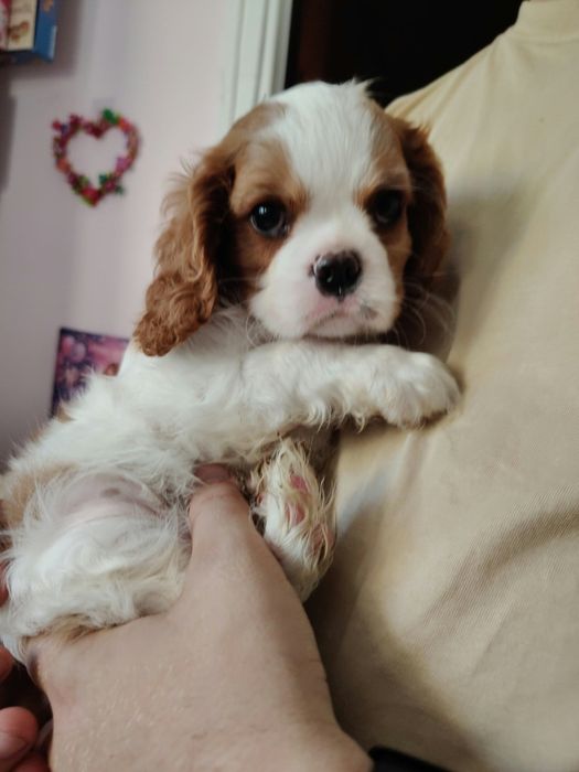 Cavalier King Charles spaniel piesek