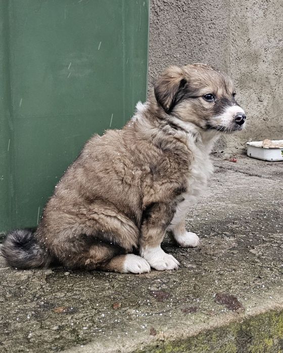 Цуценятко хлопчик в добрі руки