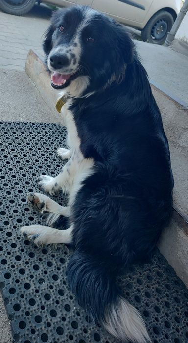Szczeniak pies border collie