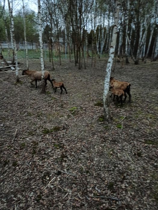 Sprzedam dwie owce z małymi.