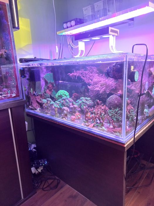 Akwarium morskie koralowce