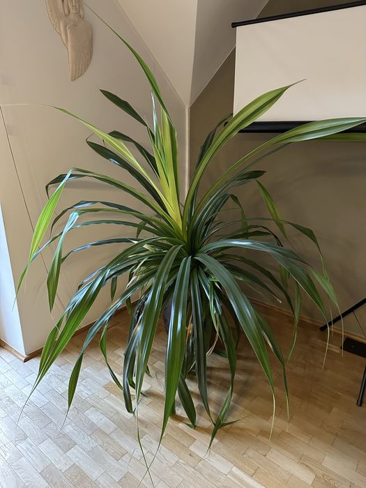 Duża roslina Dracena