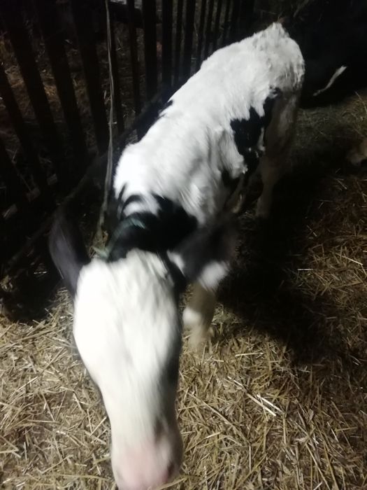 Cielaki od rolnika zdrowe