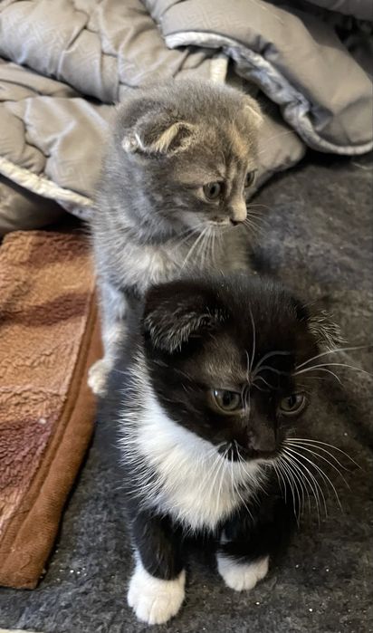 Вісловухі дівчатка та сіамський принц готові до нового дому