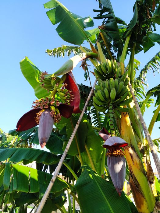 Bananeira Umbigo,  Coração