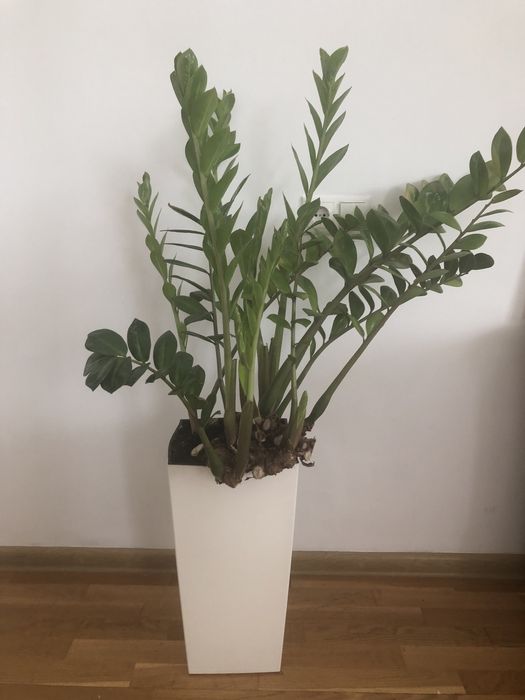 Вазон Заміокулькас з горщиком