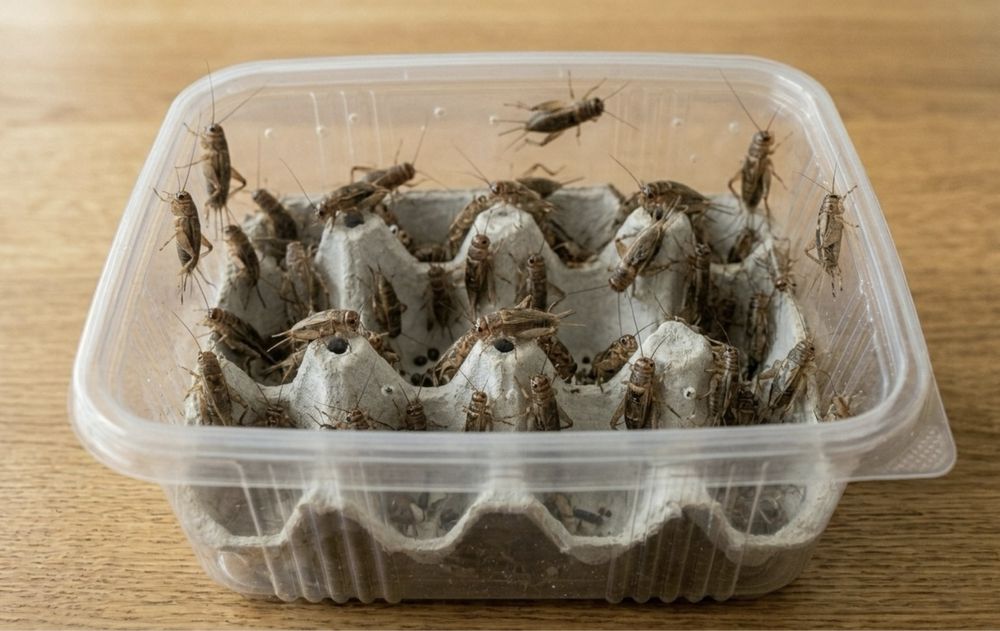 Świerszcze opakowanie 1,5-2cm