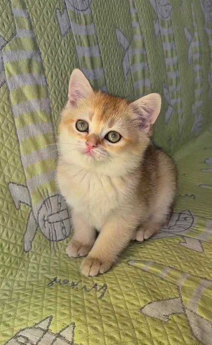 Шотландские котята (ЗОЛОТАЯ ШИНШИЛЛА)