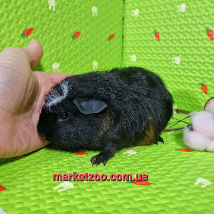 Рідкісний окрас породи кольоровий крестед,дівчинка!!!