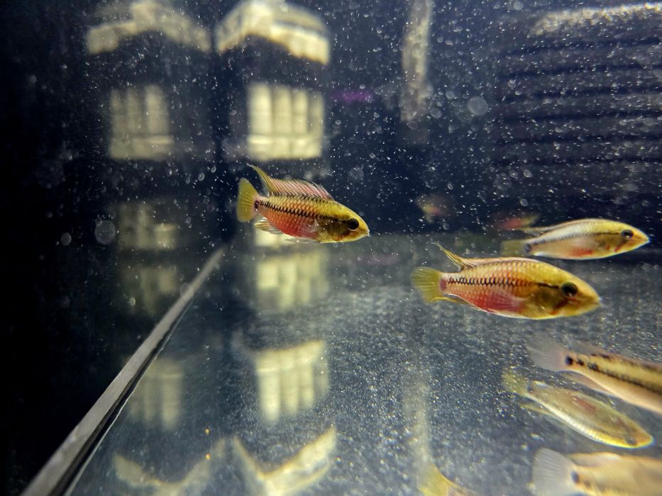 Pielęgniczka Apistogramma hongsloi (krasnopręga)