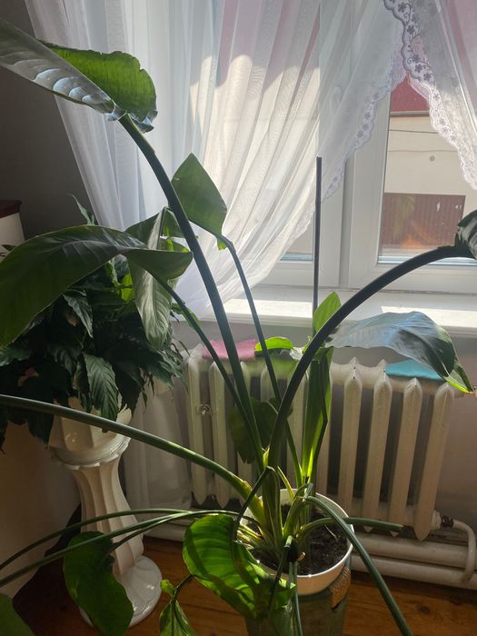 Żywy kwiat strelicja