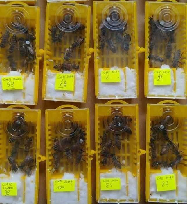 matki pszczele NU (jednodniówki)