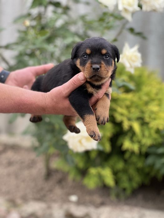 Шикарные щенки ротвейлера