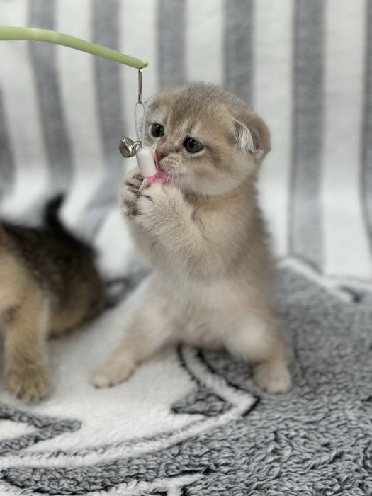 Шотландські кошенята