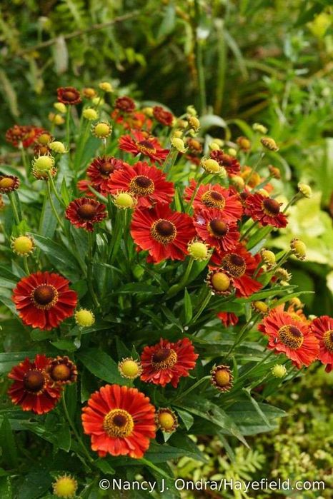 Обрієта,дзвоники  і інші садові рослини.