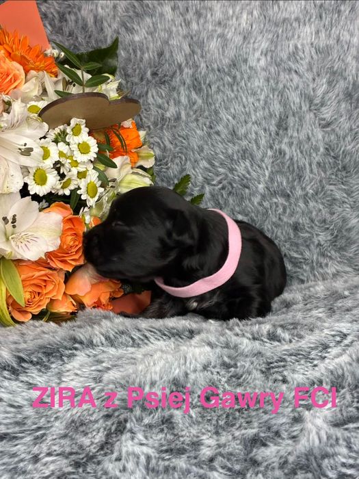 HAWAŃCZYK ZKwP szczeniaczek