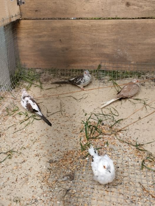 Gołąbki diamentowe szeki