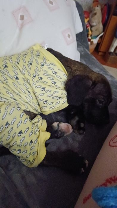 Cachorra bebé para adoção