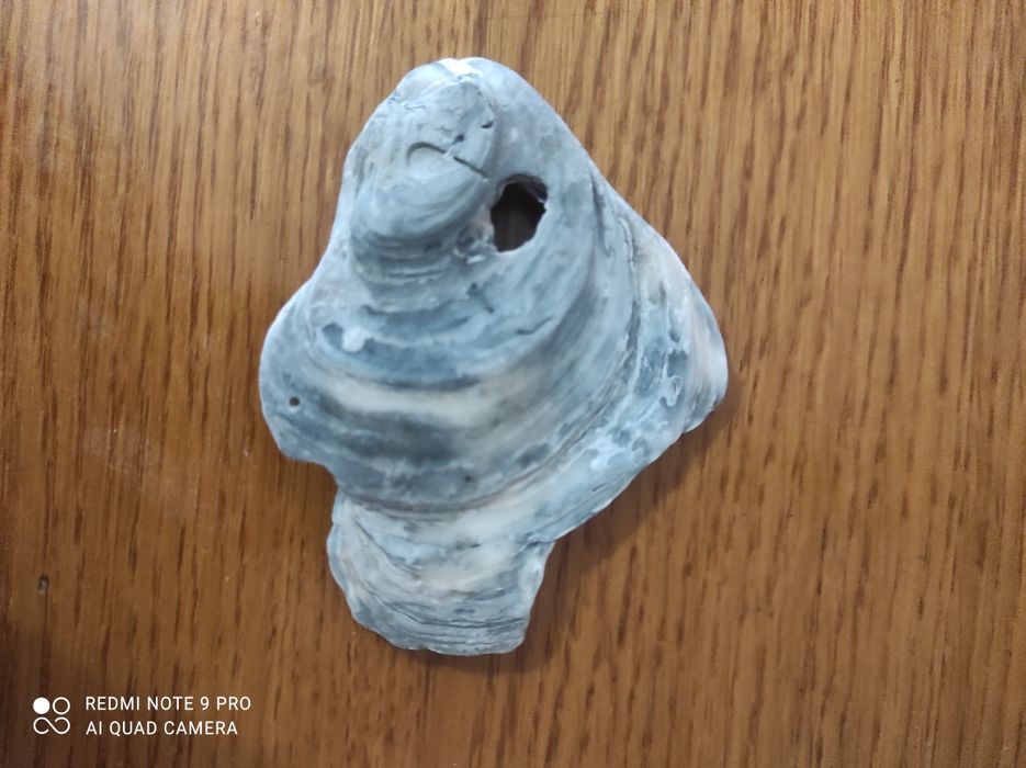 Рибка мушля (ракушка)