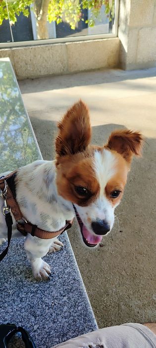 Bobi de raça pequena para novos donos