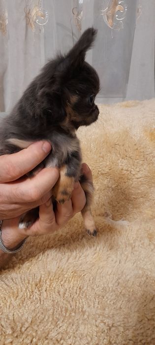 Продається крихітка хлопчик