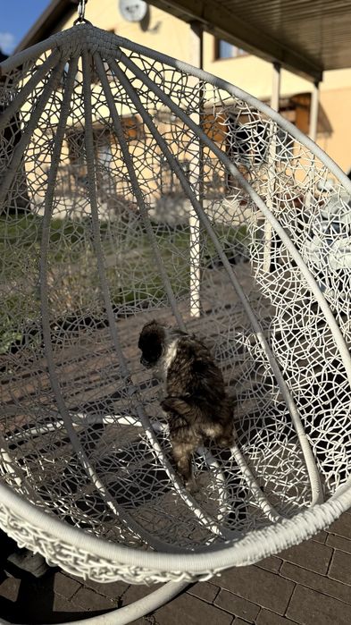 Щенята, собака, пес, німецька вівчарка  хаскі друг  домашній улюбленець