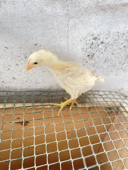 Pintos  indio gigante