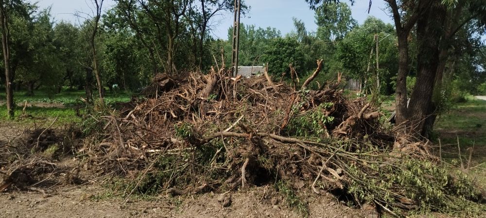 Korzenie drzew owocowych