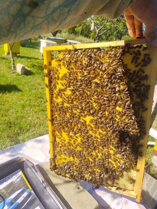 Зелена гречка (не смажена )