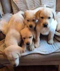 Ninhada de labradores cremes de 2 meses doação