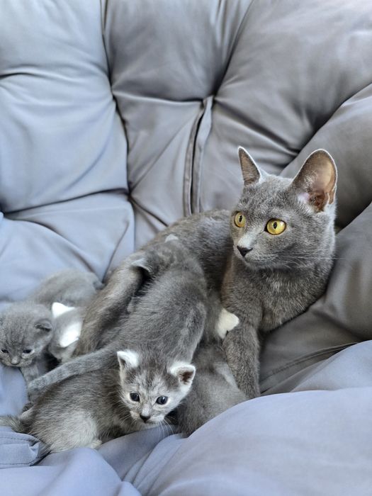 Кошенята шартрез(безкоштовно в добрі руки)