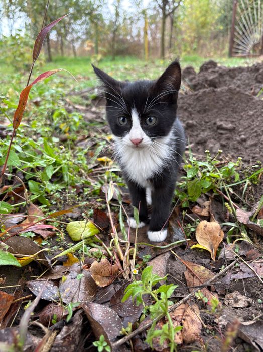 Кошенятко дівчинка