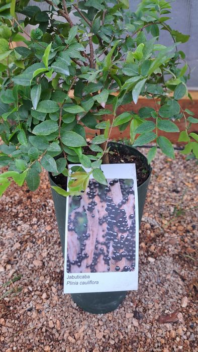 Jaboticaba (Plinia cauliflora)