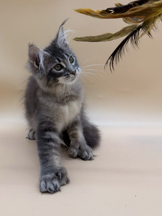 Мейн кун девочка полидактильная