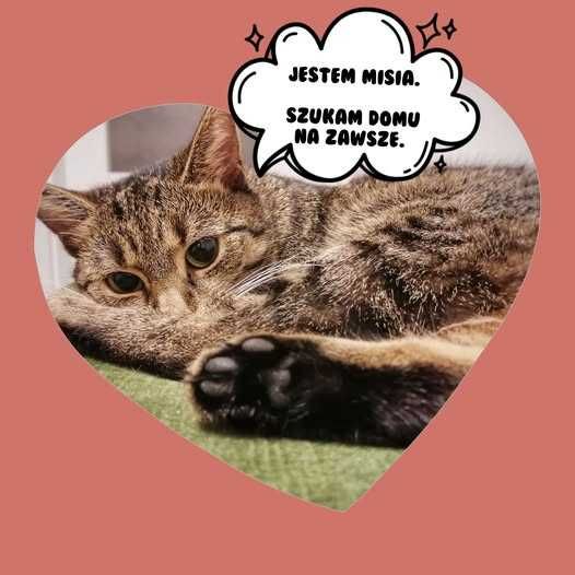 Misia - urocza koteczka do adopcji
