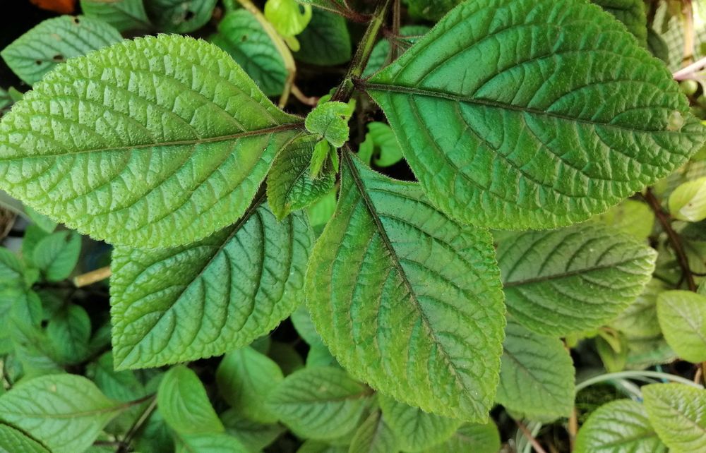 Purpuratus de Plectranthus ...