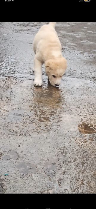 Середньоазіатськая вівчарка, аоабай ,цуценята САО